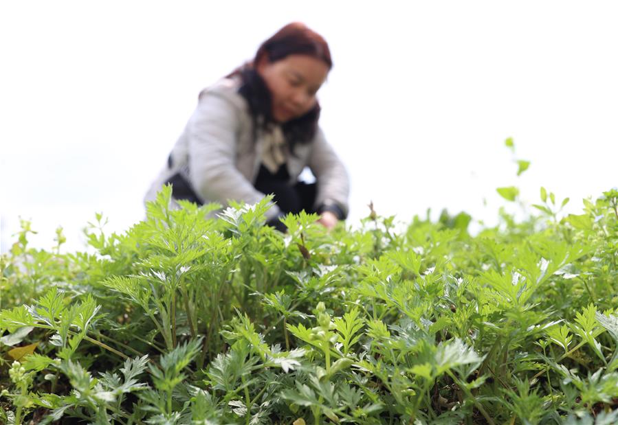 #CHINA-GUIZHOU-TONGREN-TRADITIONAL FOOD (CN)