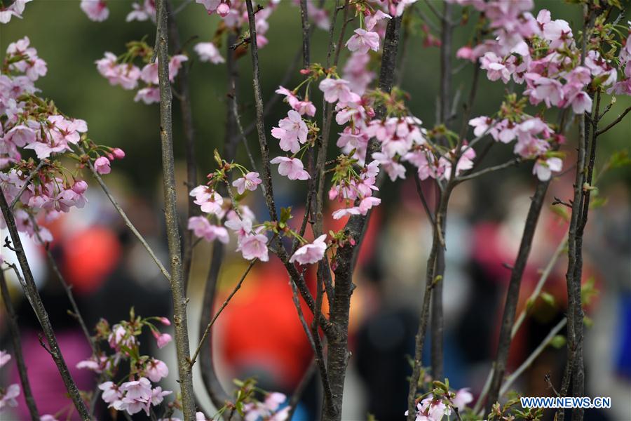 CHINA-BEIJING-YUYUANTAN PARK-CHERRY BLOSSOM (CN)