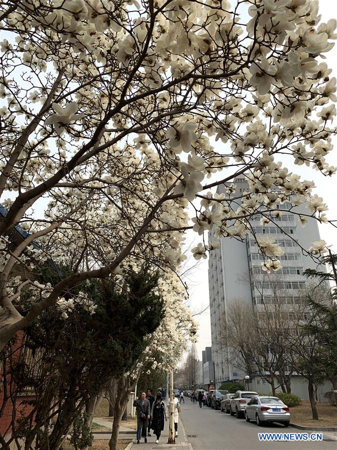 (BeijingCandid) CHINA-BEIJING-SPRING (CN)