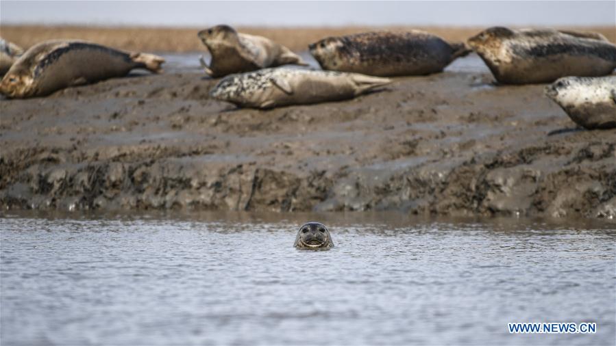 CHINA-LIAONING-PANJIN-SPOTTED SEALS (CN)