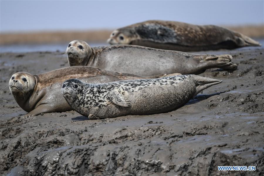 CHINA-LIAONING-PANJIN-SPOTTED SEALS (CN)