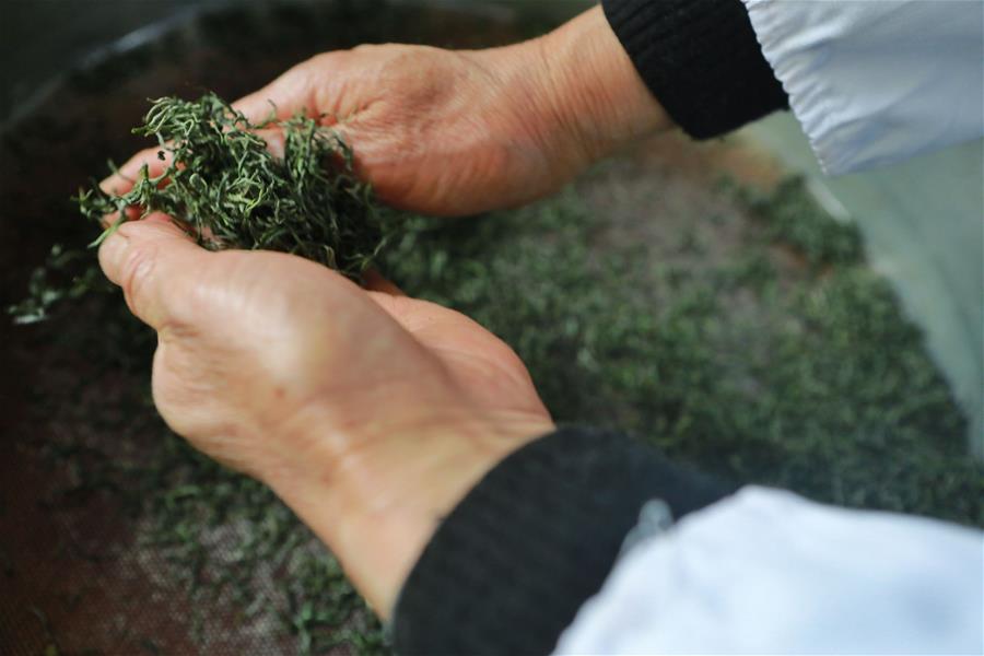 CHINA-GUIZHOU-QINGMING CUIYA TEA-MAKING (CN)