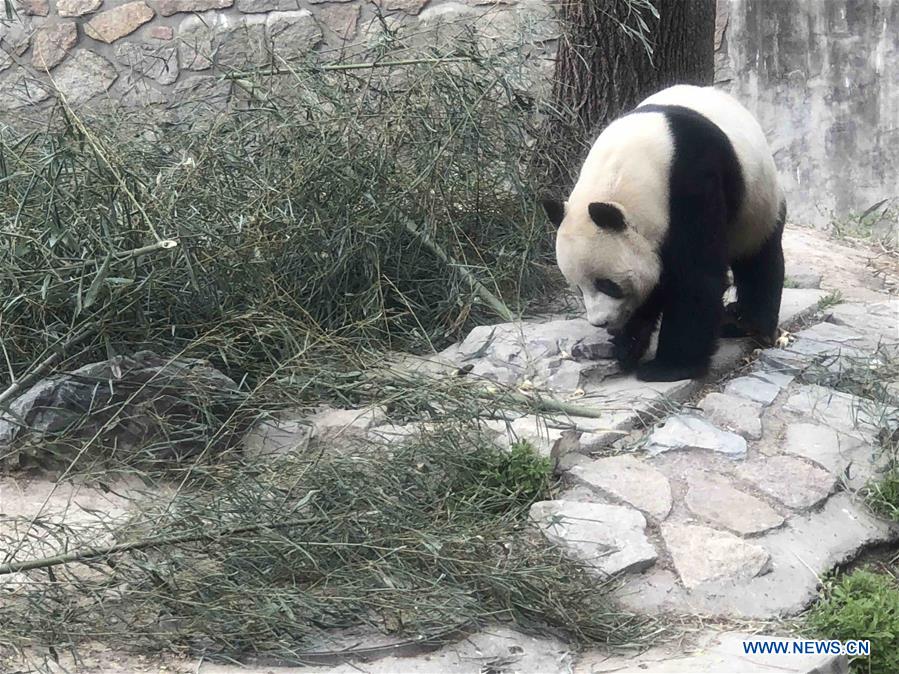 (BeijingCandid) CHINA-BEIJING-SPRING-ANIMAL (CN)