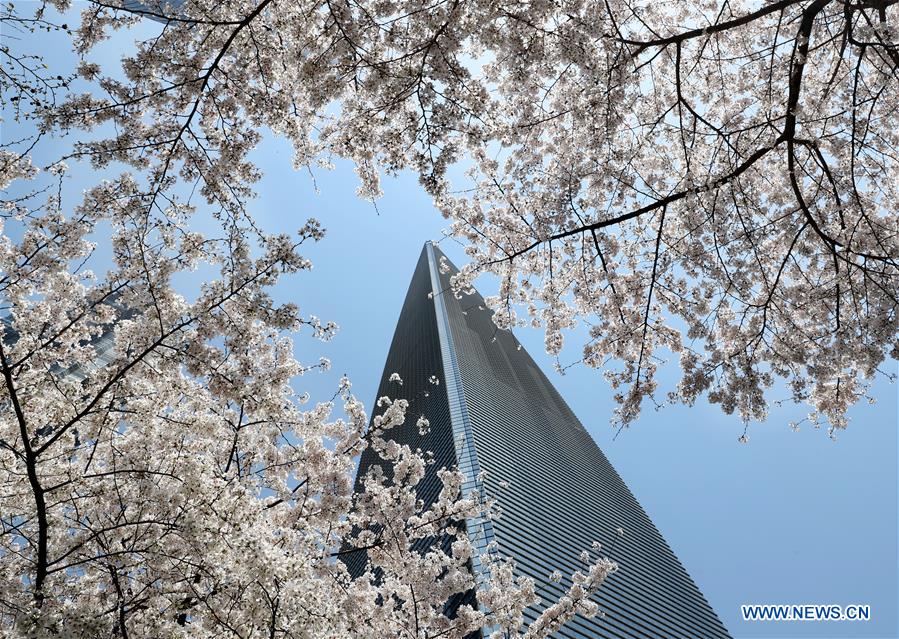 CHINA-SHANGHAI-CHERRY BLOSSOMS-CITYSCAPE (CN)