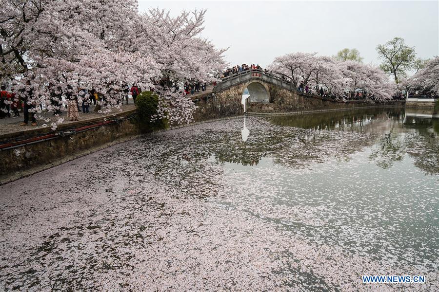 CHINA-JIANGSU-WUXI-CHERRY BLOSSOMS (CN)