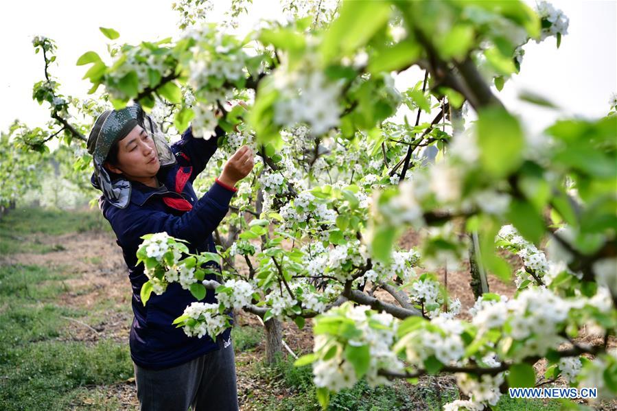 CHINA-HENAN-PEAR TREE-BLOOMING (CN)