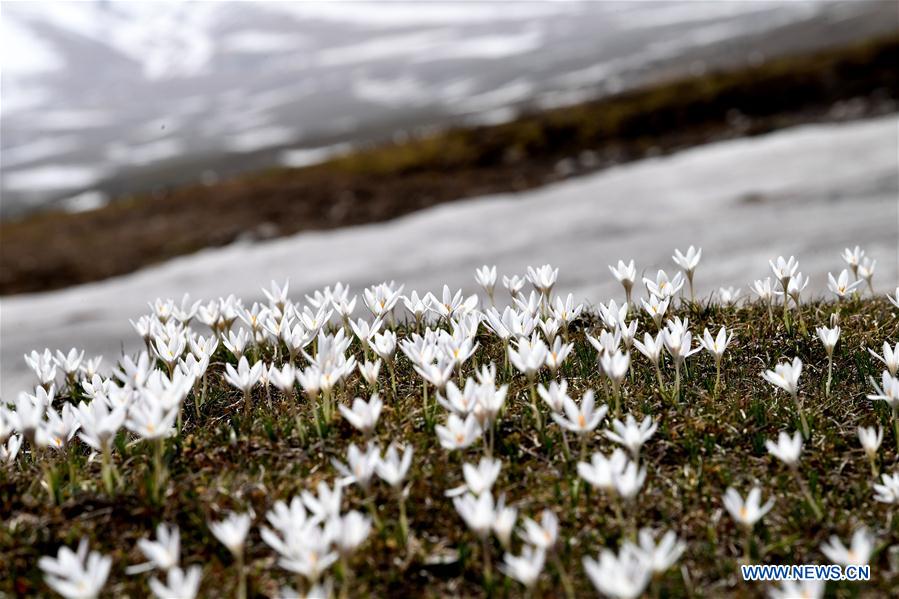 CHINA-XINJIANG-XINYUAN-LILY FLOWERS (CN)