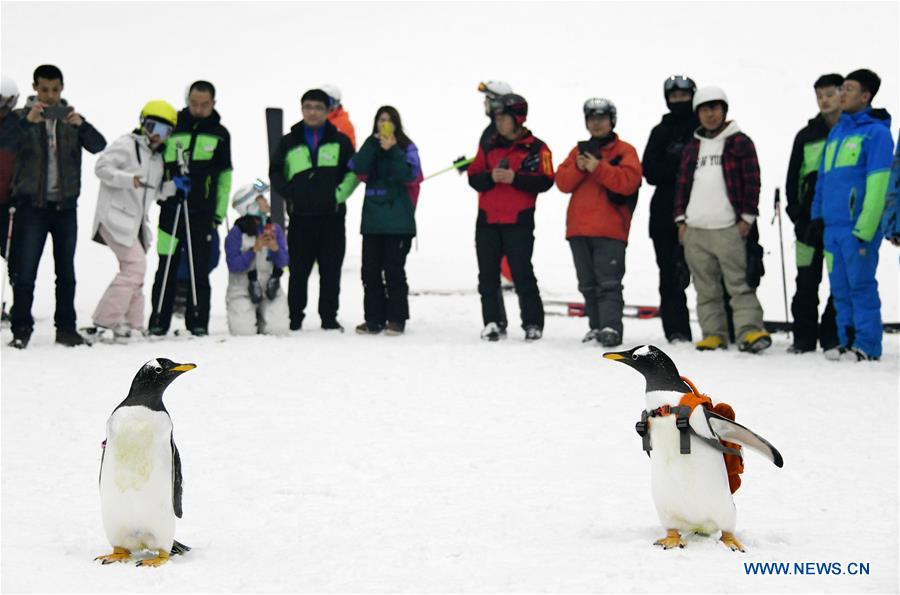 CHINA-HARBIN-INDOOR SKI ARENA-PENGUINS (CN)