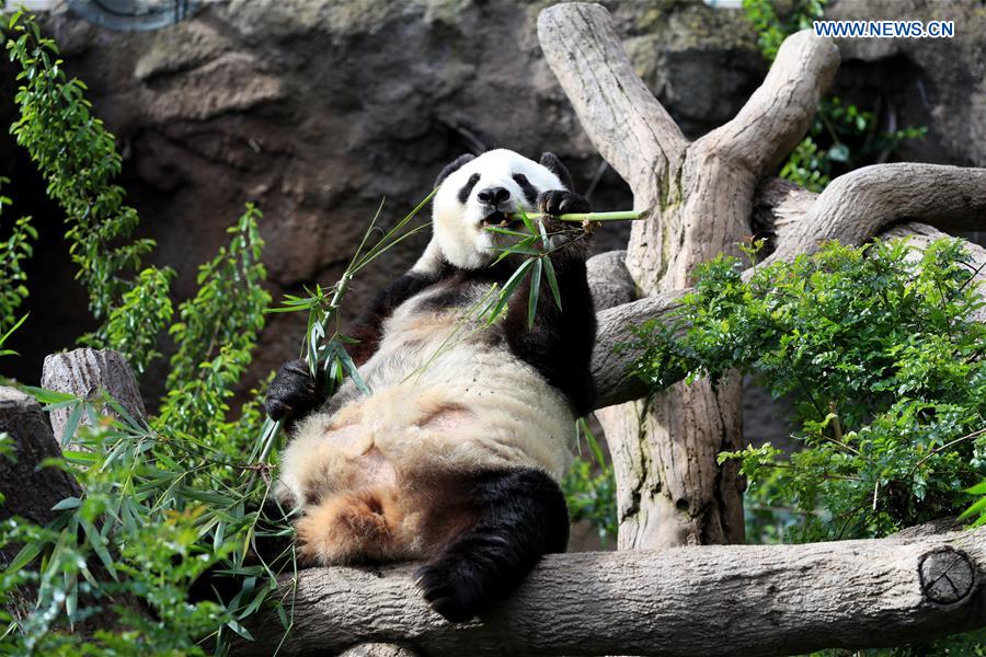 U.S.-CALIFORNIA-SAN DIEGO ZOO-PANDA-FAREWELL