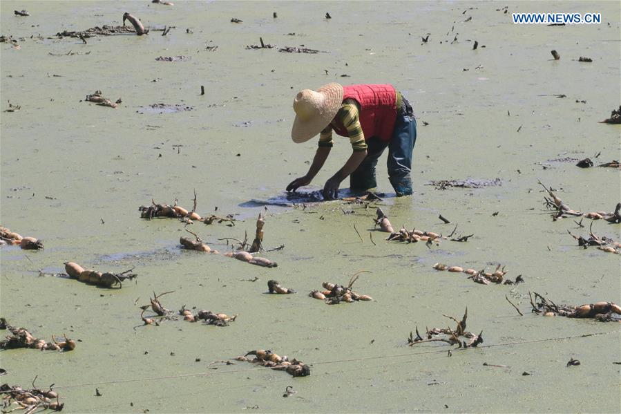 #CHINA-HUNAN-XIANGXI-FARM WORK-LOTUS ROOTS (CN)