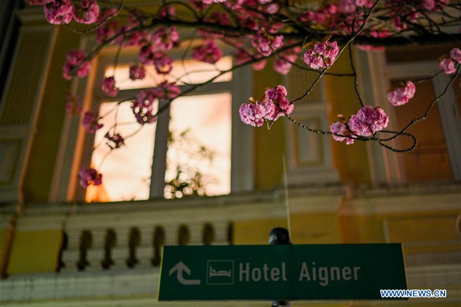 GERMANY-BONN-CHERRY BLOSSOM