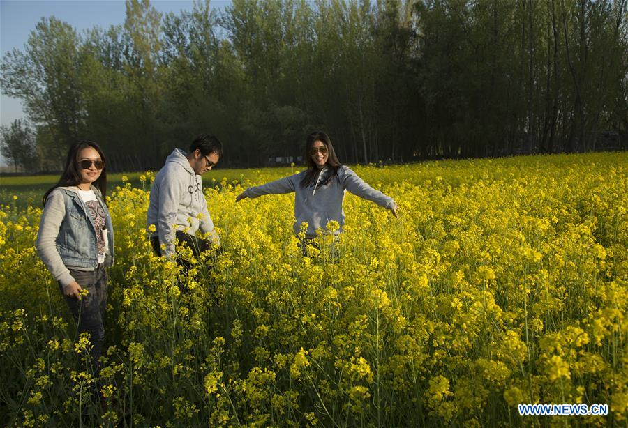 KASHMIR-SRINAGAR-MUSTARD BLOSSOM SCENERY