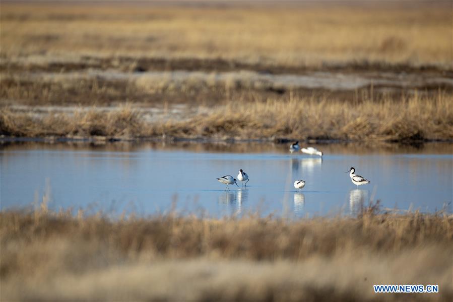 CHINA-JILIN-NATURE RESERVE-MIGRANT BIRDS (CN)