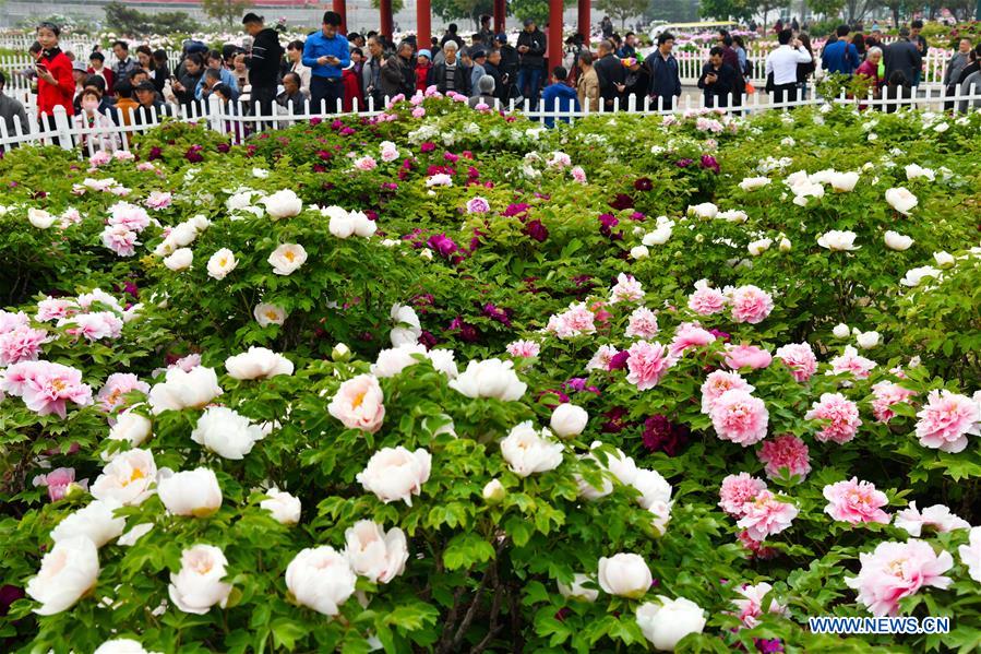 CHINA-SHANDONG-HEZE-PEONY-FLOWERS (CN)