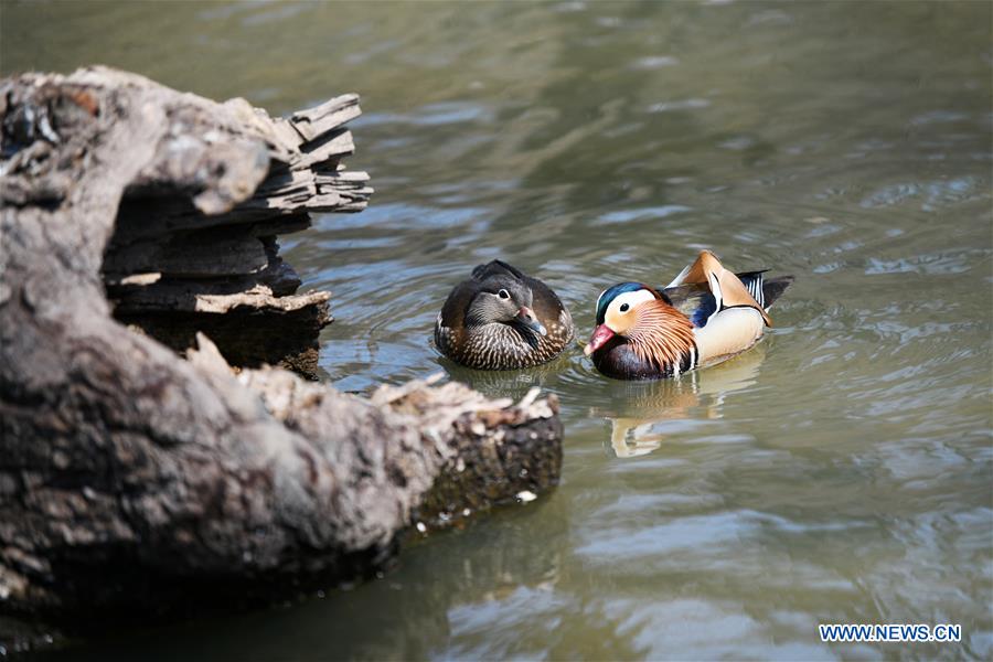 CHINA-HEILONGJIANG-HARBIN-SPRING-MANDARIN DUCK (CN)