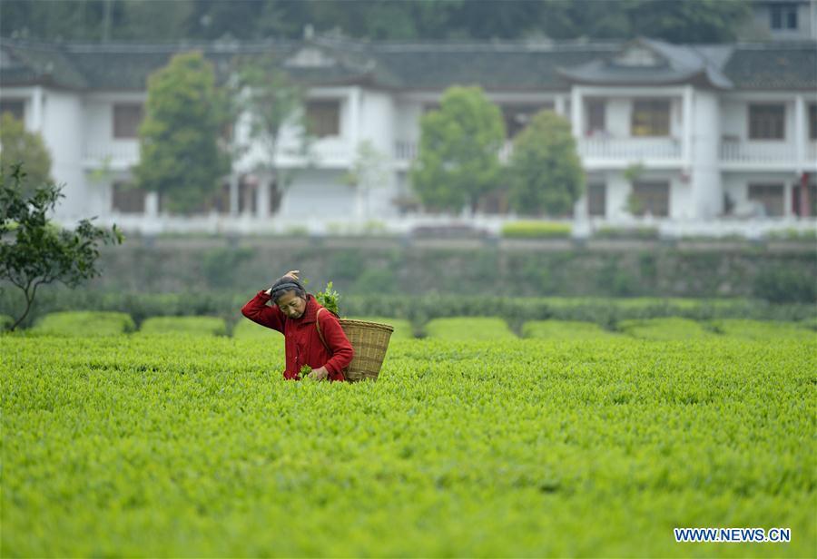 #CHINA-GUYU-AGRICULTURE-FARM WORK (CN)