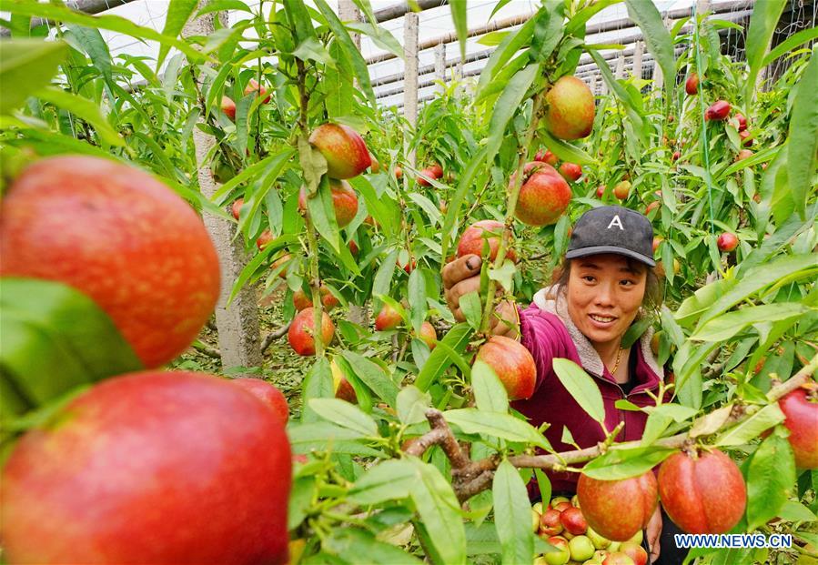 CHINA-HEBEI-AGRICULTURE-GREENHOUSES (CN)