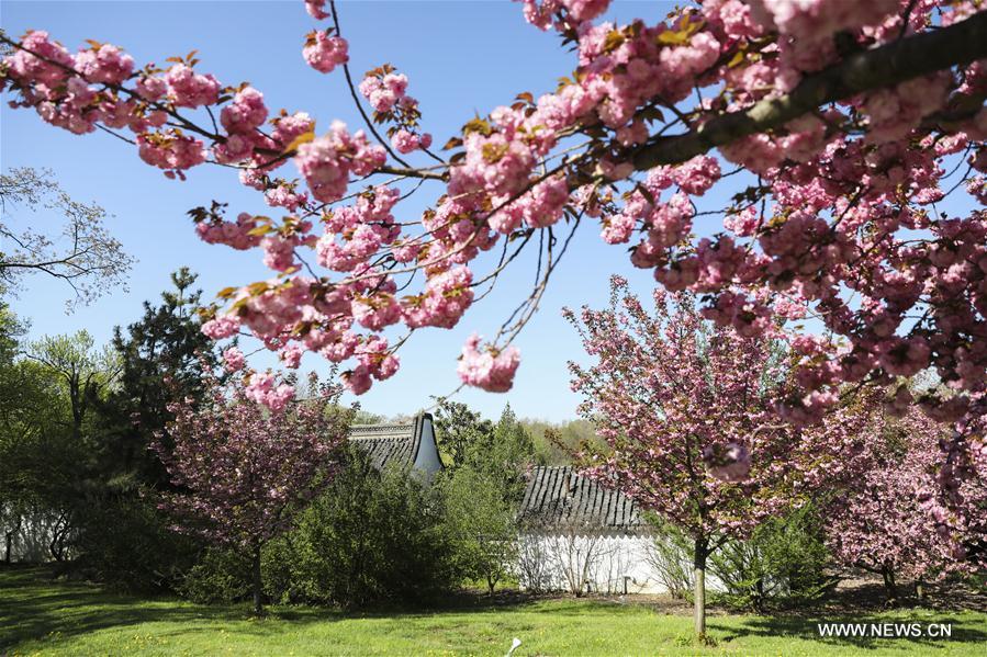 U.S.-NEW YORK-CHINESE SCHOLAR'S GARDEN-SPRING SCENERY