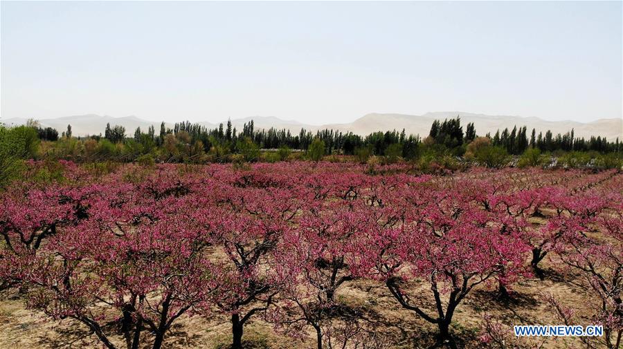 #CHINA-GANSU-DUNHUANG-PEACH BLOSSOM (CN)