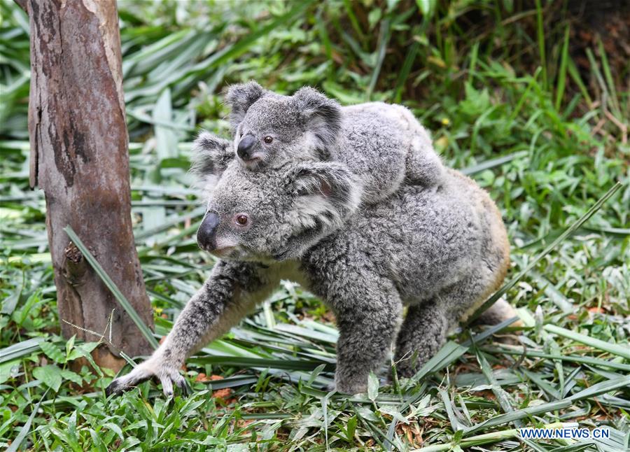 CHINA-GUANGZHOU-KOALA (CN)