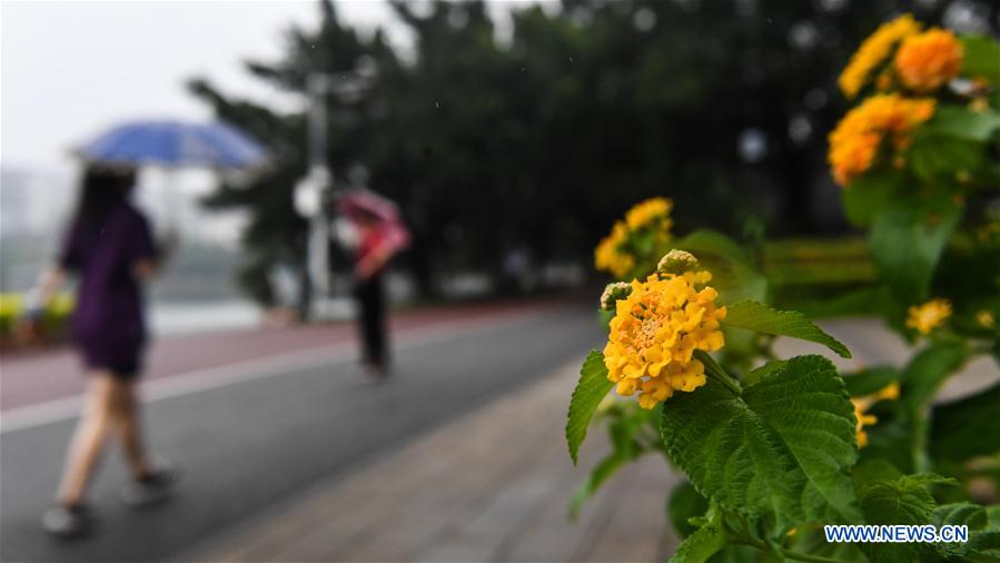 CHINA-GUANGXI-RAIN (CN)