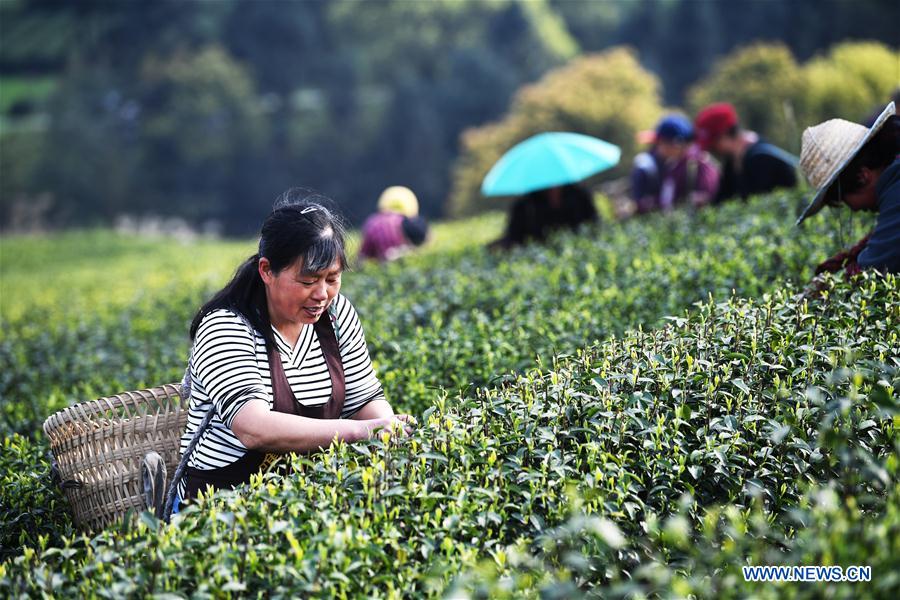 CHINA-CHONGQING-TEA BUSINESS (CN)