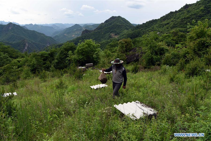 CHINA-GANSU-BEE CULTIVATION (CN)