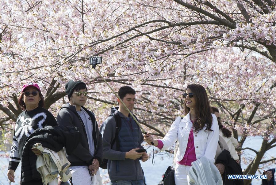 CANADA-TORONTO-CHERRY BLOSSOMS