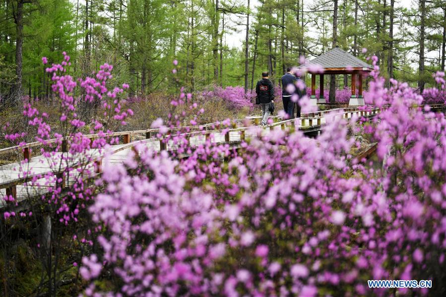 CHINA-HEILONGJIANG-YICHUN-AZALEA (CN)