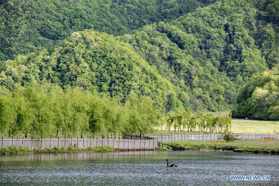 CHINA-HUBEI-SHENNONGJIA-SCENERY (CN)