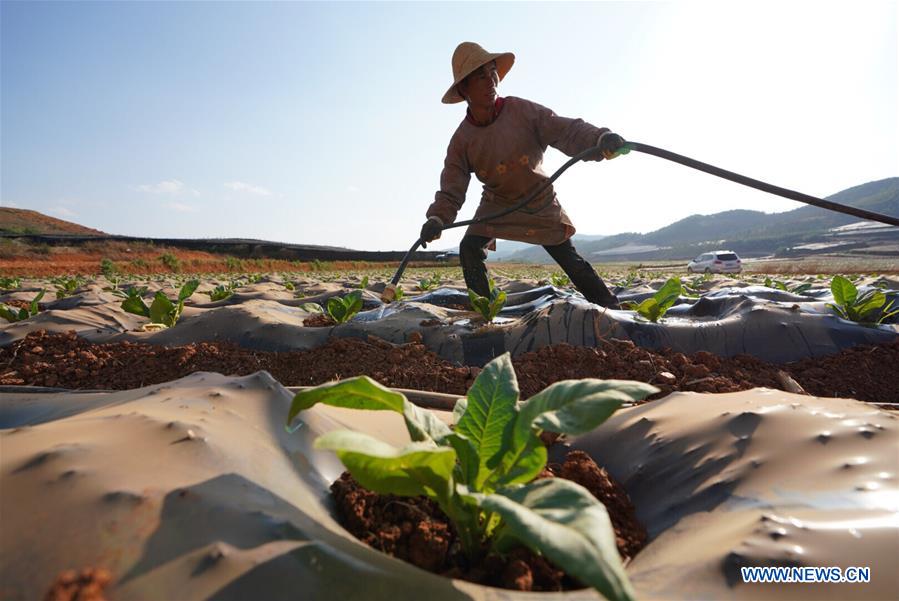 CHINA-YUNNAN-MILE-DROUGHT (CN)