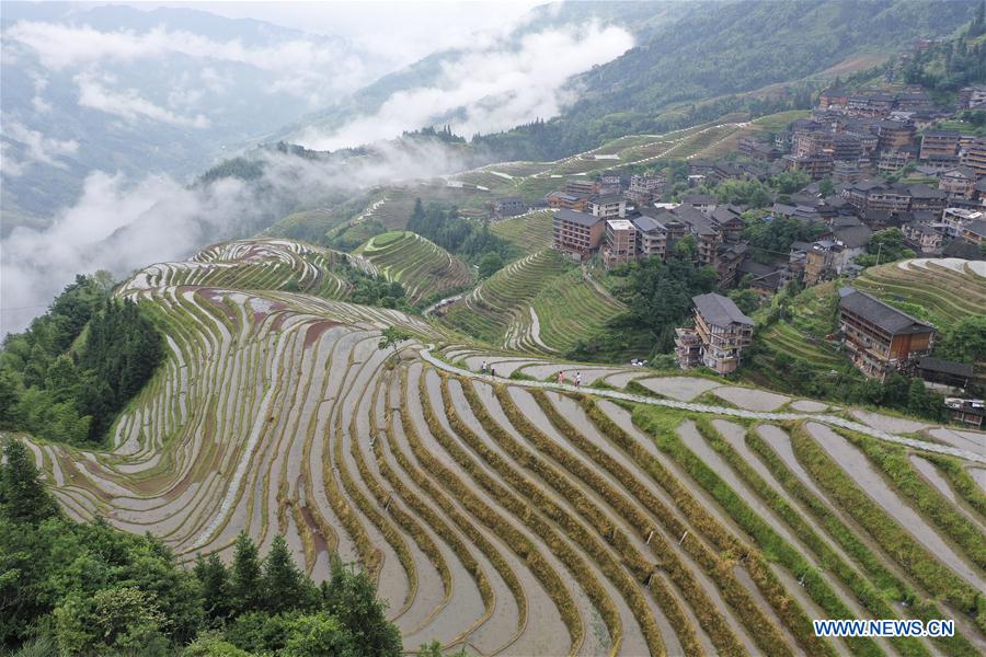 #CHINA-GUANGXI-TERRACED FIELD-SCENERY