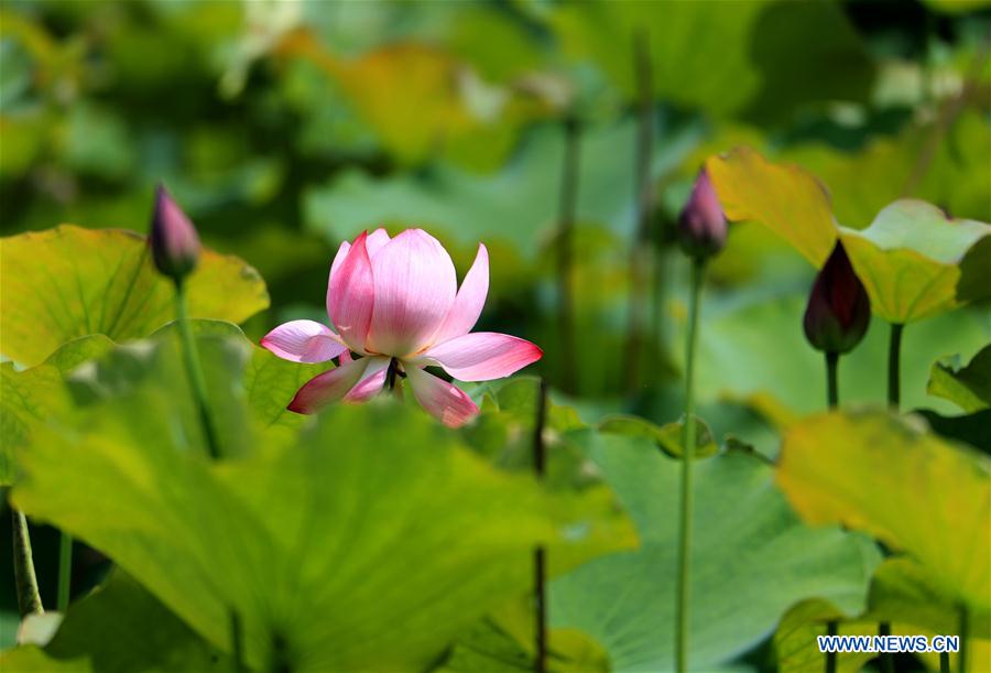 #CHINA-ANHUI-HUANGSHAN-LOTUS FLOWER (CN)