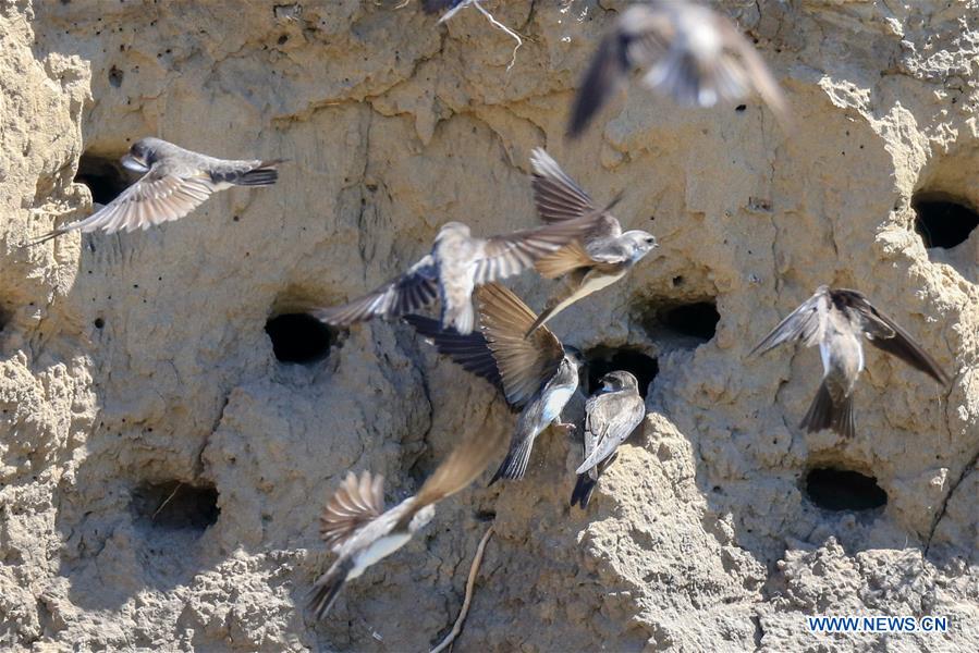 CHINA-BAICHENG-ANIMAL-BANK SWALLOW (CN)