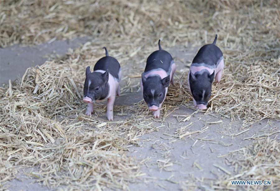 CHINA-SHENYANG-FOREST ZOOLOGICAL GARDEN-ANIMAL CUBS(CN)