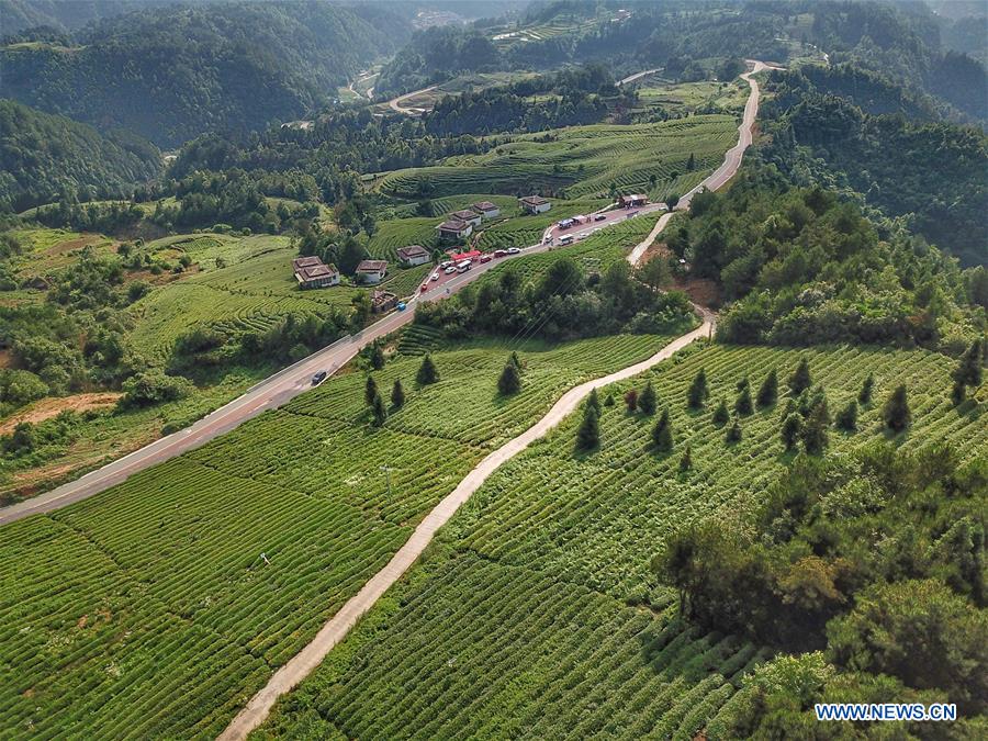 CHINA-GUIZHOU-DUSHAN-TEA GARDEN (CN)