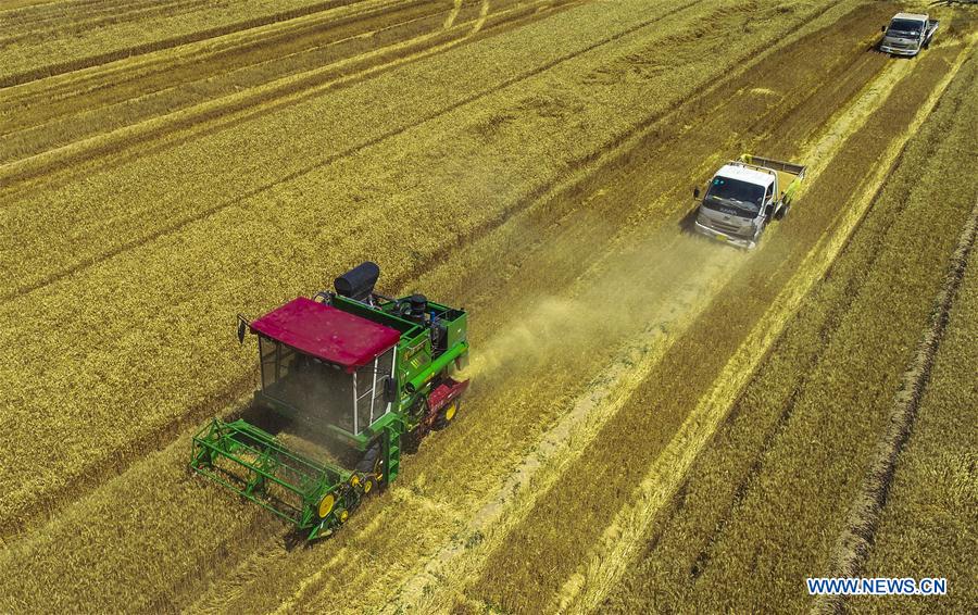 CHINA-HEBEI-WHEAT-HARVEST (CN)