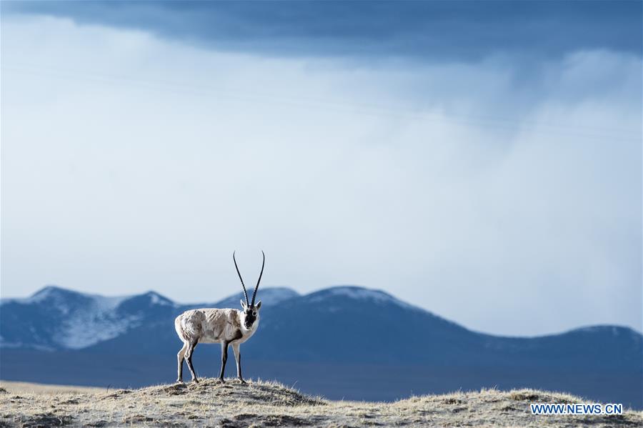 Xinhua Headlines: George Schaller, exploring the beauty of nature on the Qinghai-Tibet Plateau 