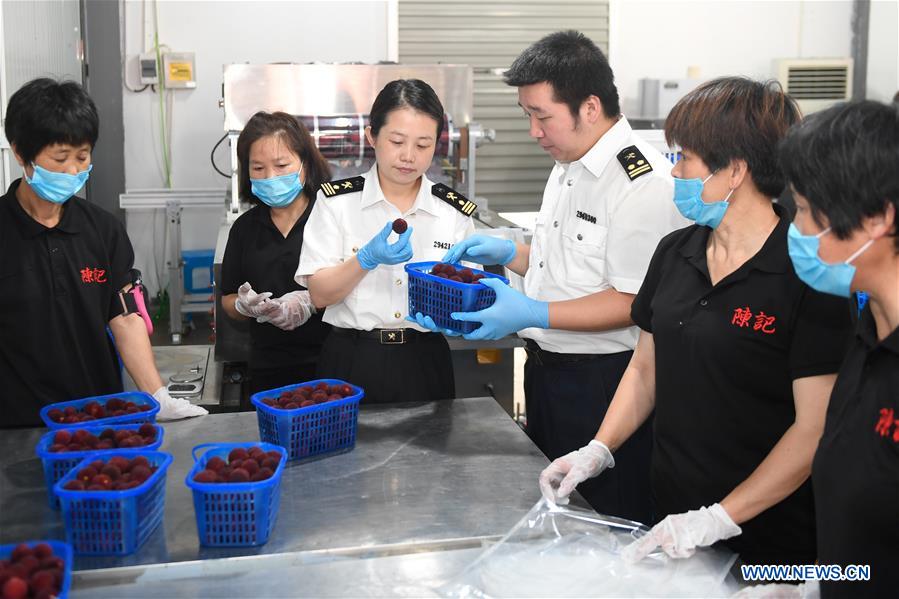 CHINA-ZHEJIANG-XIANJU-CHINESE BAYBERRY-HARVEST (CN)