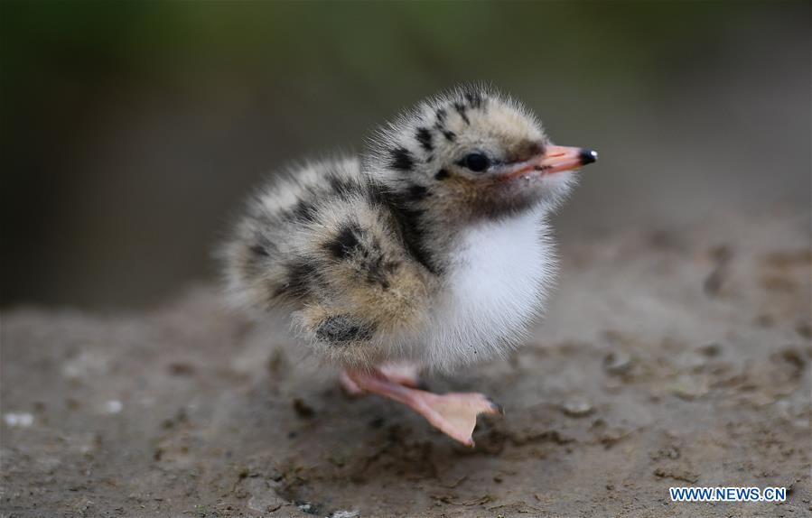 CHINA-JIANGSU-WETLAND-BIRDS (CN)