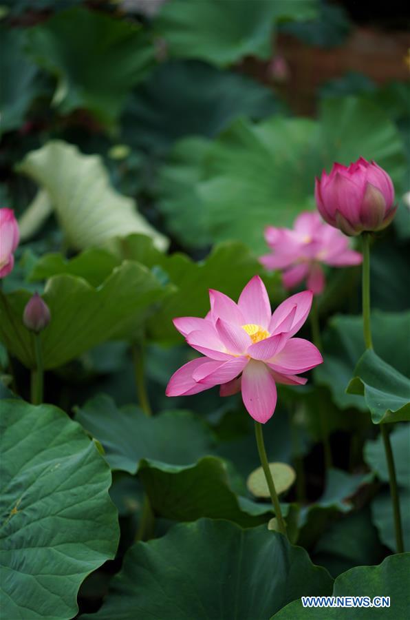 CHINA-YUNNAN-KUNMING-LOTUS FLOWERS (CN)