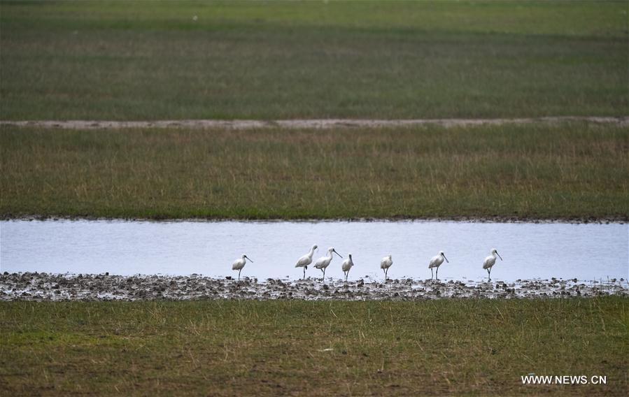 CHINA-MIGRATORY BIRD SANCTUARIES-UNESCO-WORLD HERITAGE LIST (CN)