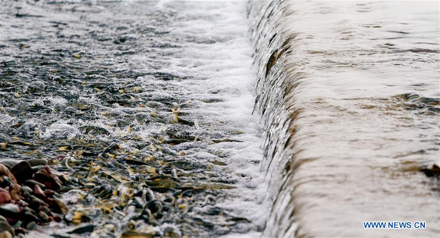 CHINA-QINGHAI-NAKED CARP-MIGRATION-SPAWNING (CN)