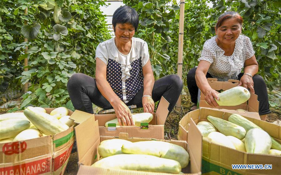 CHINA-HEBEI-FUCHENG-MELONS (CN)