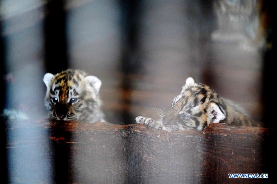 CHINA-HEILONGJIANG-SIBERIAN TIGER CUB (CN)