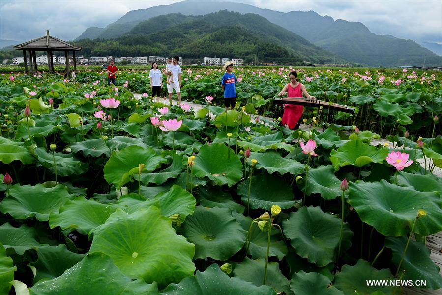 CHINA-FUJIAN-WUYISHAN-LOTUS FLOWERS (CN)