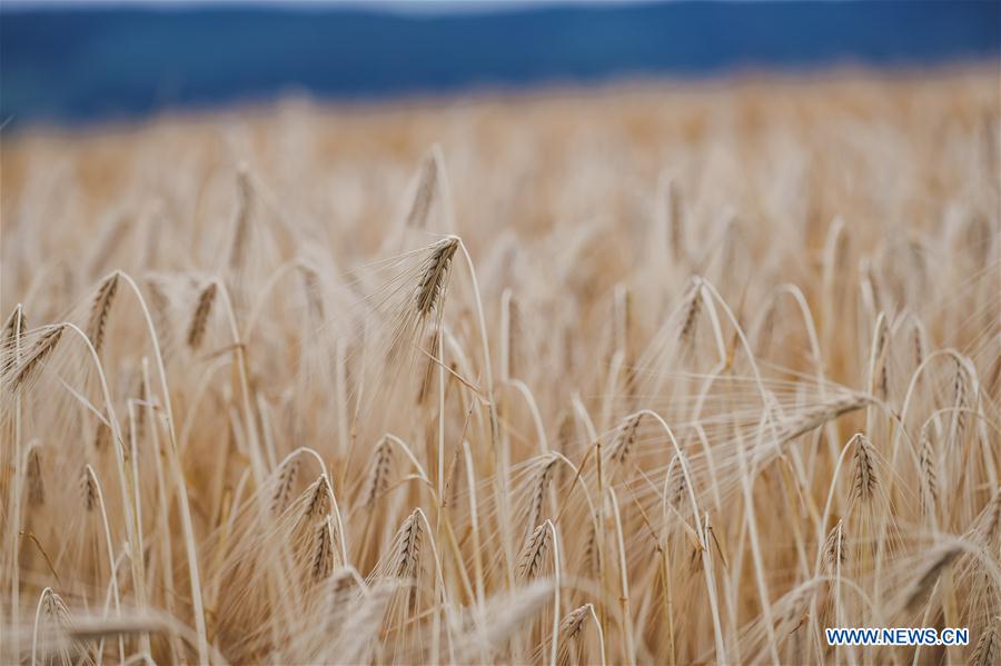 LUXEMBOURG-LENNINGEN-FIELD-SCENERY