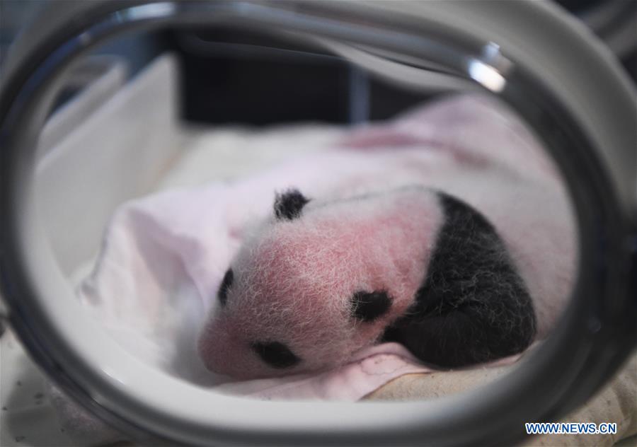 CHINA-CHONGQING-PANDA CUBS (CN)