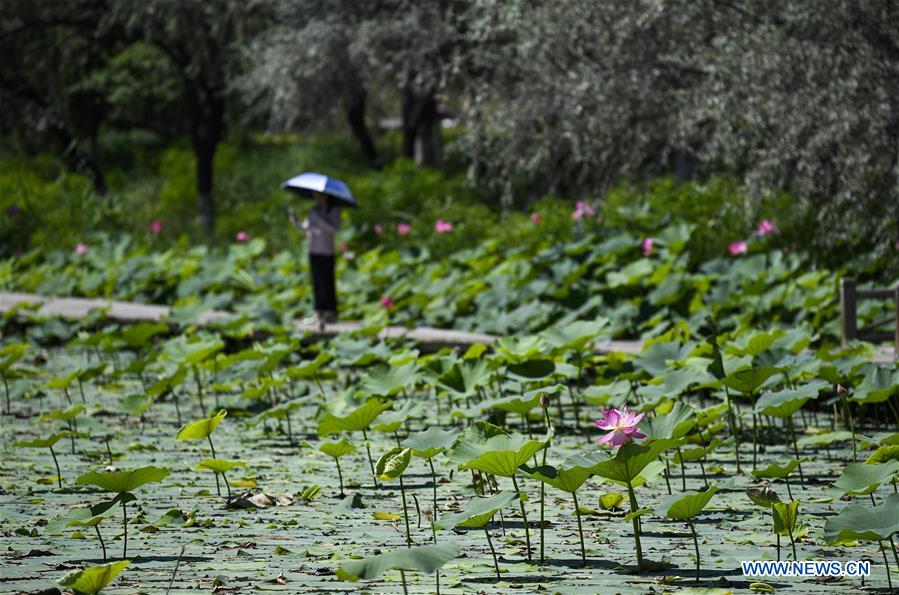 CHINA-YINCHUAN-LOTUS-BLOSSOM(CN)