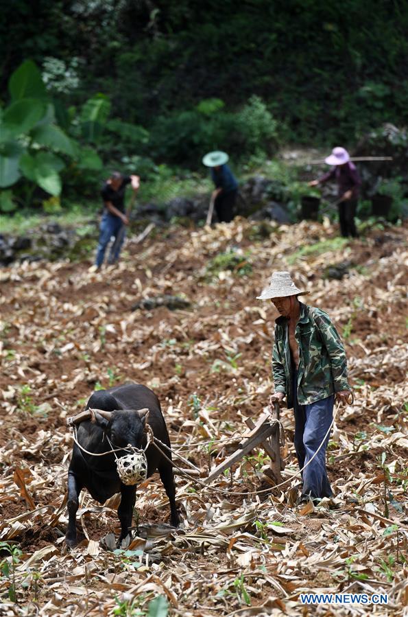 CHINA-GUANGXI-DU'AN-FARM WORK (CN)